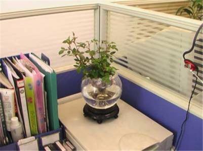 办公室花卉摆放风水有什么讲究？ 办公室绿植摆放风水