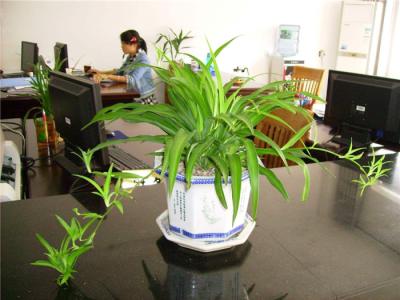 办公室风水植物有哪些能改善风水 办公室摆放什么最招财