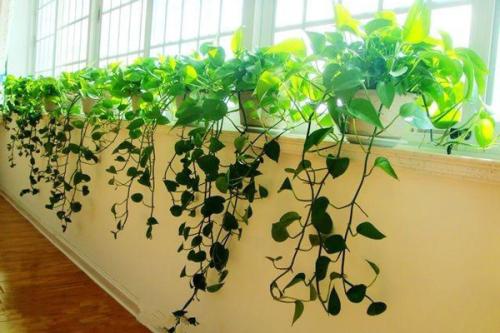 最适合摆放的绿色室内植物 适合办公室摆放的植物