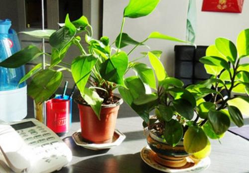 办公桌植物摆放有哪些讲究？ 办公桌适合摆放什么植物
