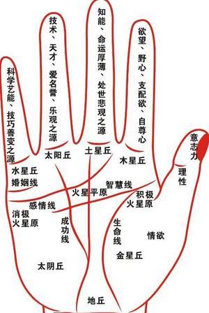 手相图解：手上长痣代表什么？ 手相图解:生命线分叉代表什么