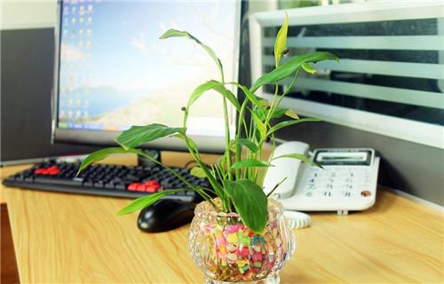 办公桌摆放什么植物最好？ 办公桌适合摆放什么植物