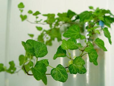改善家居环境 种什么植物能净化空气 净化空气的室内植物