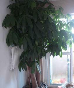 室内装饰中的植物风水怎么布置 办公室风水好的植物