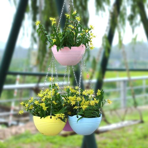 阳台放什么花最好？喜阳风水植物最好 阳台喜阳植物