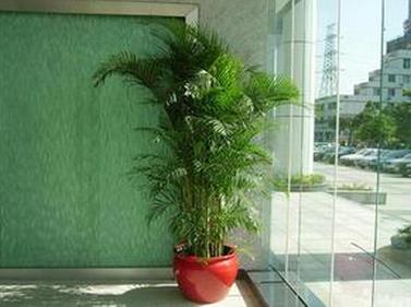 办公室花卉植物的风水讲究 办公室绿植摆放风水