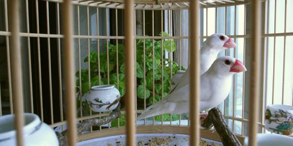 详解：家中养鸟对风水的影响 养鸟风水