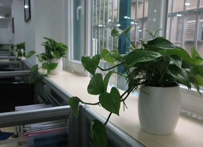 公司茶水间植物摆放 竟也与风水有关 室内植物摆放风水