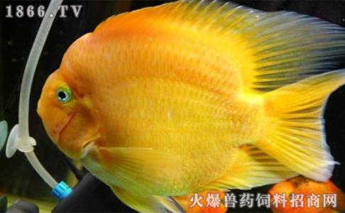财神鱼：玉面财神鱼是什么鱼 玉面财神鱼