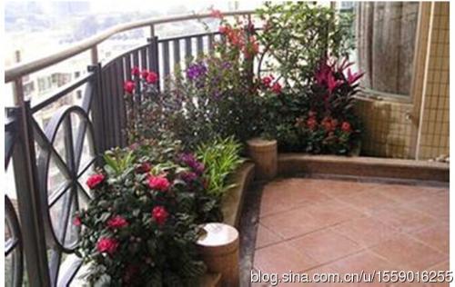 阳台风水：适宜种植在阳台的植物 阳台种什么植物风水好