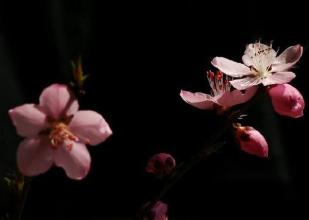 桃花风水：红鸾桃花与天喜桃花有什么作用 红鸾天喜桃花