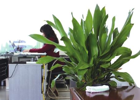 办公室植物摆放与风水的关系 办公室摆放什么植物好