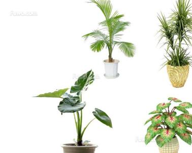 家居植物风水：植物摆放风水禁忌 客厅摆放植物风水禁忌