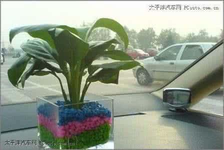 车里放什么植物好？不要放什么 车里放什么植物好