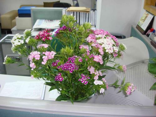 办公室鲜花莫乱摆，办公室鲜花摆放风水 办公室适合放什么鲜花 风水