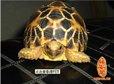 风水需注意 招财龟摆放风水五大禁忌 中国最贵的龟排名