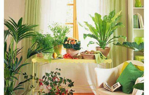 解析：4大客厅植物摆放风水常识 客厅植物摆放风水