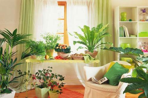 客厅风水植物选择和摆放原则 客厅摆设风水