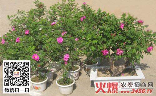 玫瑰花盆栽怎么种植与养护 盆栽玫瑰花的养护方法