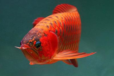 红龙鱼能旺风水吗养红龙鱼的风水功效 红龙鱼风水