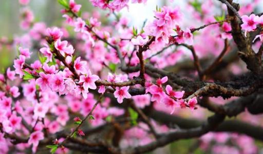 催桃花的植物 可以增加桃花运的植物 催桃花的植物