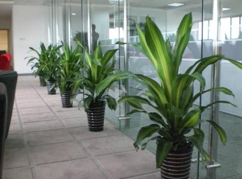 办公室植物有哪些 适合放办公室的大型植物