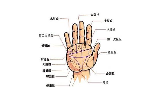 如何看手掌指纹算命图解 手掌指纹算命图解