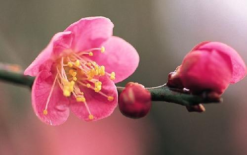 中国的元宵节怎么增强桃花运 如何提高桃花运