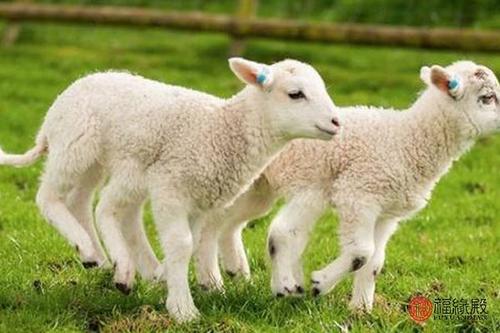 属羊的人2011年健康运预测 属羊兔年健康运怎样 2011年属羊人如何增加健康运 兔属相