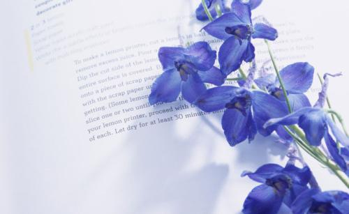 紫罗兰花语 十二星座守护花