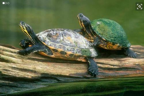 乌龟养几只比较吉利 乌龟风水解析 乌龟养三只比较吉利