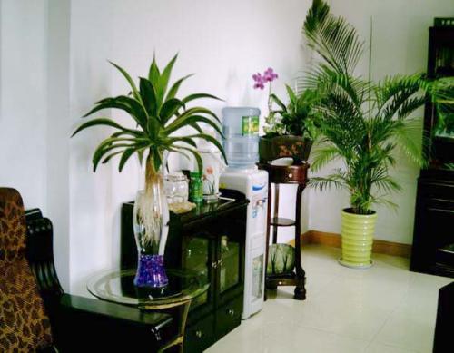 如何在办公室植物摆放 办公室风水植物摆放
