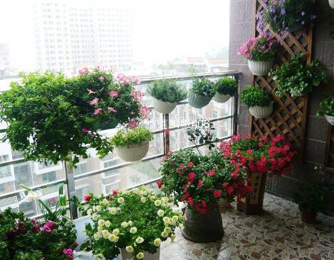 阳台的风水植物 风水植物