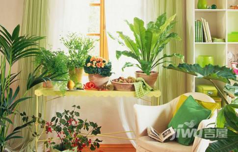 卧室植物有哪些 最适合放卧室的植物