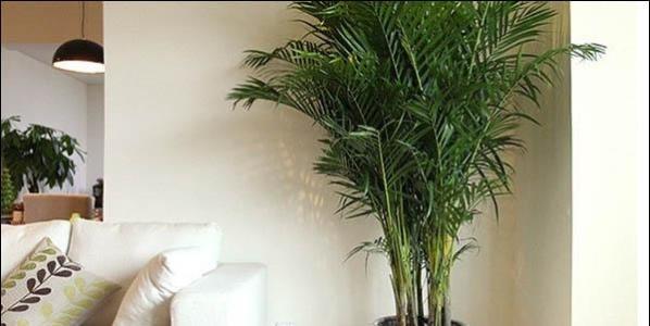 适合客厅摆放的植物 电视柜两旁植物效果图