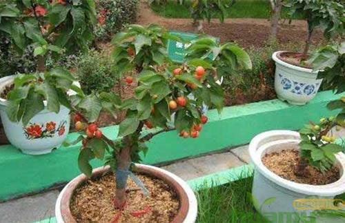 盆栽樱桃萝卜的种植方法 盆栽樱桃萝卜怎么育苗