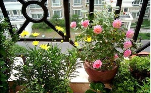 家里养花风水禁忌植物有哪些 卫生间养花风水禁忌