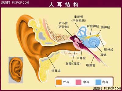 耳朵向前弯有福气图解分析 这种耳朵好吗 耳朵向前弯有福气图解