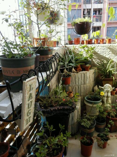 阳台最适合摆放的植物 阳台摆放什么植物最好的