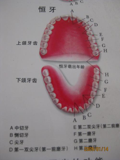 牙齿算命 28颗牙齿的人命理如何 牙齿命理