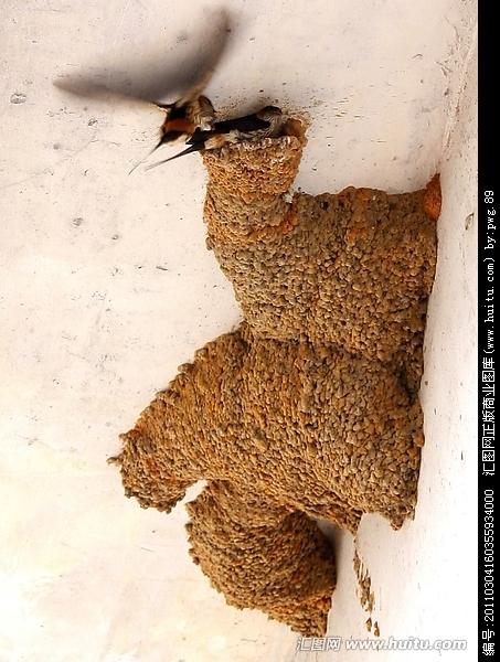 怎样让燕子在家做窝 吸引燕子筑巢的办法 燕子的窝是用什么做的