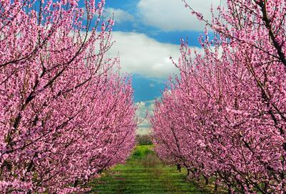 农历四月谁的桃花最旺 农历三月是桃花吗