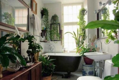 厕所里放什么植物最好 厕所放什么植物风水好