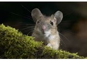 老鼠来家里是什么征兆 老鼠来家里风水 家里有老鼠的因果