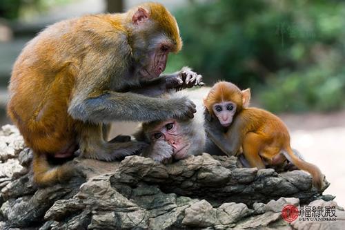 2012年属猴的今年多大 属猴的今年几岁 属猴今年多大了