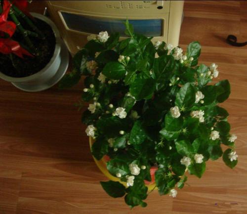 室内摆放的植物风水 客厅摆放什么植物最好