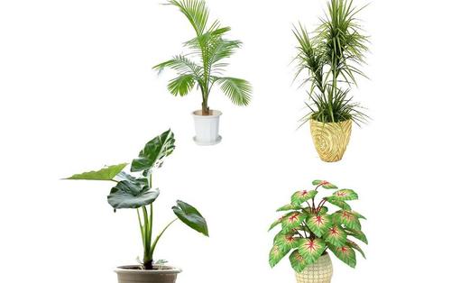 室内植物与风水的关系 客厅养什么植物风水好