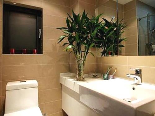 卫生间摆放什么植物最好 卫生间放什么小盆植物