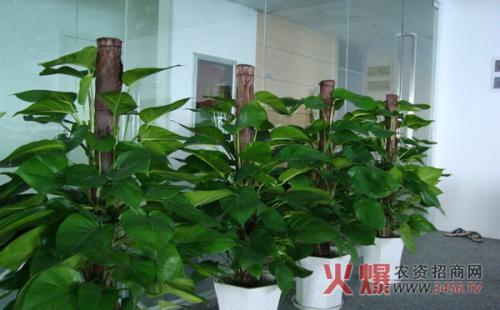 适合室内养殖的植物盆栽 盆栽植物怎么养才茂盛