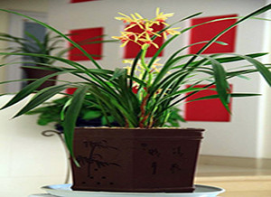 哪些招财风水植物适合放在家里 风水中最招财的植物